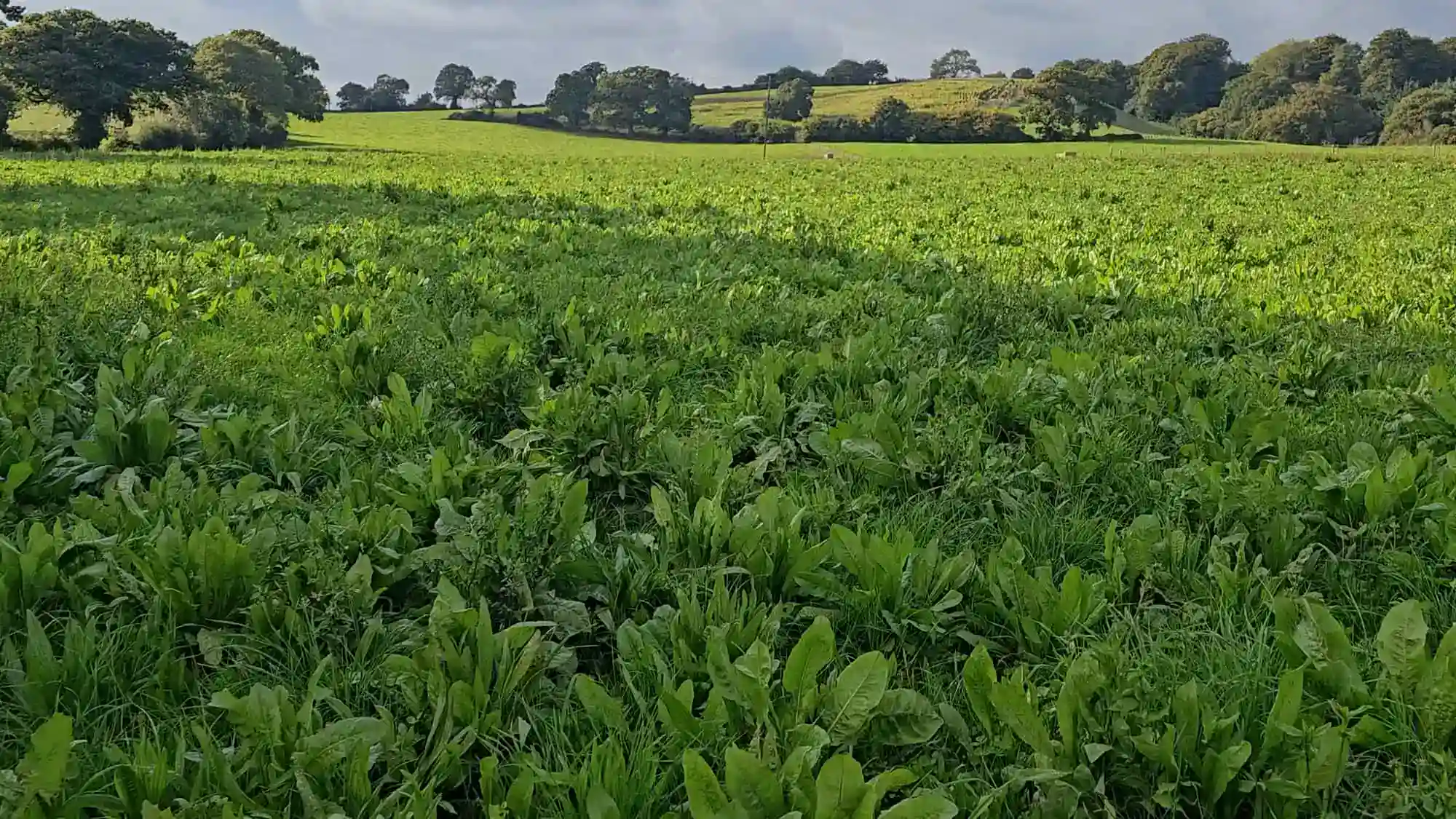 Mixed species pasture on Henry and Peter Wastenage's farm in Devon