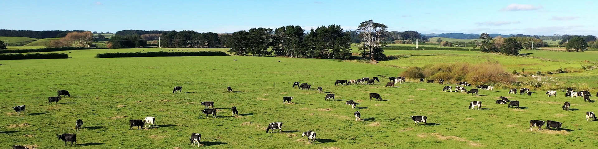 cows in taranaki