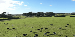 jeff belamy - cows