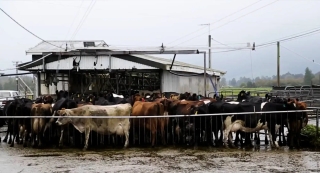 Dairy cows queuing at the milking shed on a wet morning on Ian Maxwell's farm